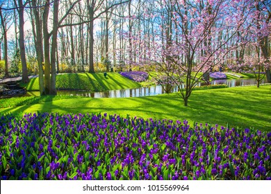 Spring floral green background. Spring sunny blooming park. Purple crocuses, pink sakura, emerald grass and blue sky. Spring landscape.