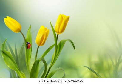 Spring Floral Template Background Free Space Stock Photo 796369675 ...