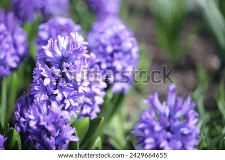 Spring Florals Purple Hyacinths Flowers 