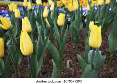 A spring flower