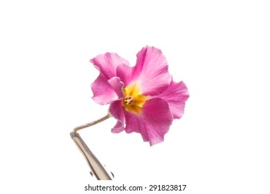 spring flower