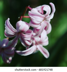  spring flower 