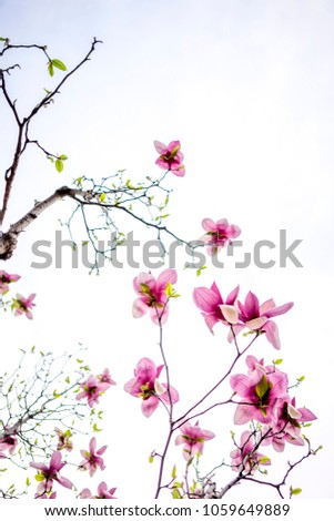 Similar – Image, Stock Photo Flower store (7) anemone