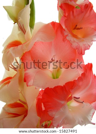 spring flower
