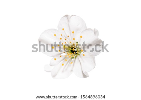 Spring flower apple blossoms bloomed isolated on white. Ivory blossom flower.
Image contains clipping path.