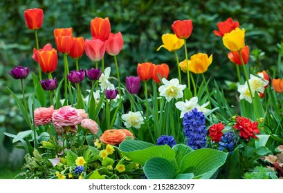  spring flower arrangements in the garden, tulips, narcissus, hyacinths and buttercups against the background of lush greenery