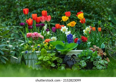  spring flower arrangements in the garden, tulips, narcissus, hyacinths and buttercups against the background of lush greenery - Powered by Shutterstock