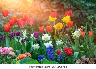 spring flower arrangements in the garden, tulips, daffodils, hyacinths and buttercups against the background of lush greenery - Powered by Shutterstock