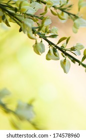 SPRING FLOWER BACKGROUND
