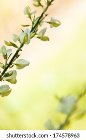 SPRING FLOWER BACKGROUND