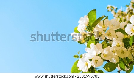 Similar – Image, Stock Photo Apple blossom buds under the blue sky