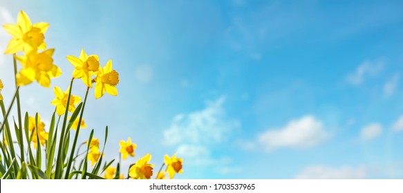 Spring flower background Daffodils against a blue sky with copy space