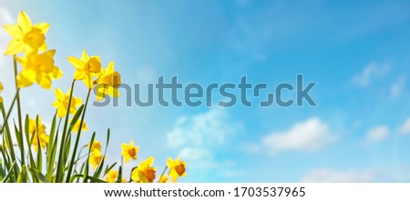 Spring flower background Daffodils against a blue sky with copy space