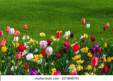 Spring flower bed filled with tulips and narcissi at the edge of a green lawn.