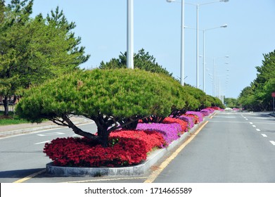 Spring flower bed median strip and empty road.