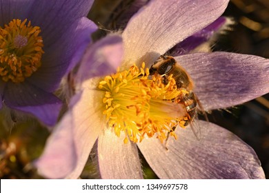 Spring flower with a bee. 