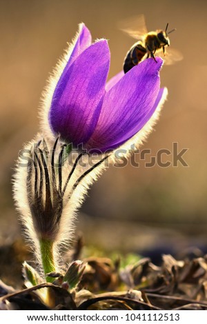 Spring flower with a bee. Beautifully blossoming pasque flower and sun with a natural colored background. (Pulsatilla grandis) Springtime season. 