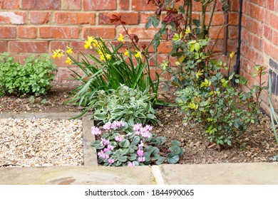 407 Cyclamen bulb Images, Stock Photos & Vectors | Shutterstock