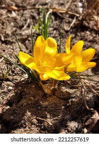 Spring Flower Breaking Through The Snow