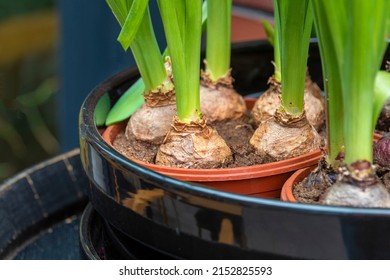 Spring flower bulbs in a pot. Flower market, gardening, greenhouse, home plants. High quality photo