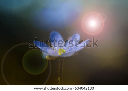 Similar – White garden dahlia against a blue sky