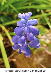 spring flower cluster muscari