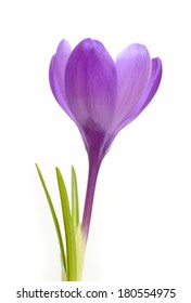 Spring Flower Crocus Isolated