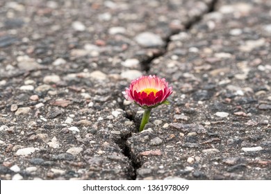 Spring Flower Growing On Crack In Old Asphalt Pavement