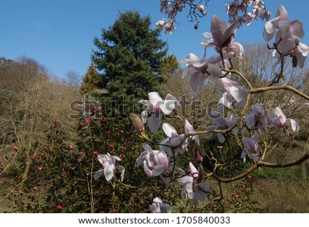 Spring Flower Head of a Deciduous Magnolia campbellii 'Alba' Tree in a Woodland Garden in Rural Devon, England, UK