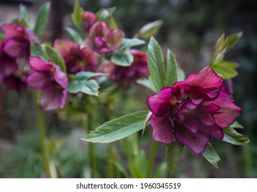 Spring Flower - Helleborus. Garden Plants.