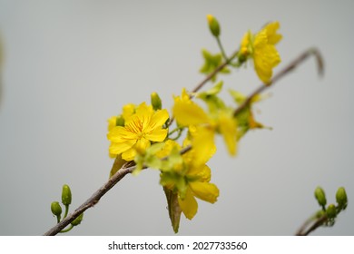 Spring Flower In Hoa Mai