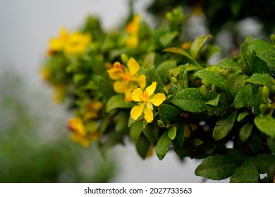 Spring Flower - Hoa Mai