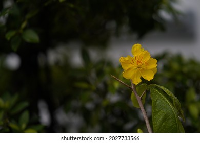 Spring Flower In Hoa Mai