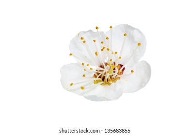 Spring flower isolated on a white background