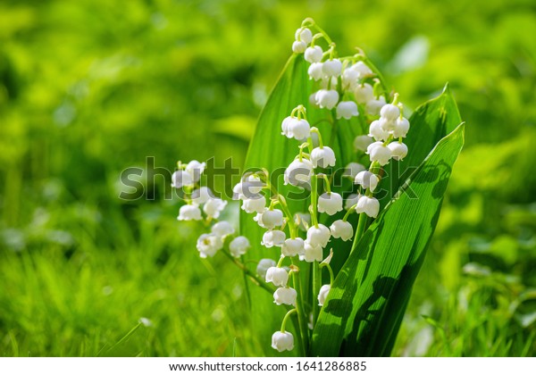 Spring flower lily of the valley. Lily of the valley.\
Flower Spring Sun White Green Background Horizontal. Ecological\
background Blooming lily of the valley green grass background in\
the sunlight. 