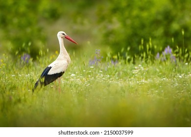 Spring flower meadow with big black and white bird and red log bill.  White stork, Ciconia ciconia, in bloom grass. Wildlife scene from the nature. Morning sun with bird in green vegetation, Bulgaria.