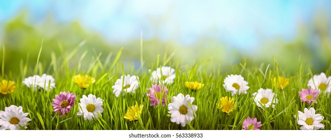 Spring flower in the meadow,spring nature background