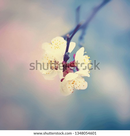 Similar – Japanese Spring Blossom