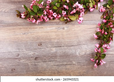 Spring flower on wood background