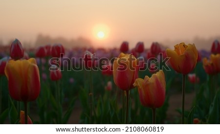 Spring flower park landscape in sunrise light. Vibrant garden with many flowers in light morning mist outdoors. Sun rising in vibrant tulip field. Early morning in blooming floral meadow.