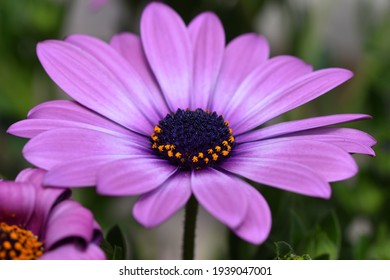 Spring Flower. Pink Daisy. Macro Photography