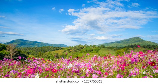 Spring Flower Pink Field / Colorful Cosmos Blooming In The Beautiful Garden Flowers On Hill Landscape Mountain And Summer Blue Sky Background 