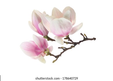 Spring Flower Pink White Magnolia Stock Photo 178640729 | Shutterstock