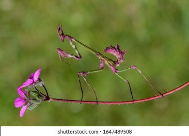 Spring Flower And Praying Mantis.