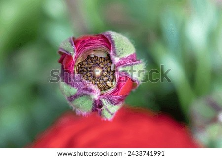 Spring flower - red ranunculus flower