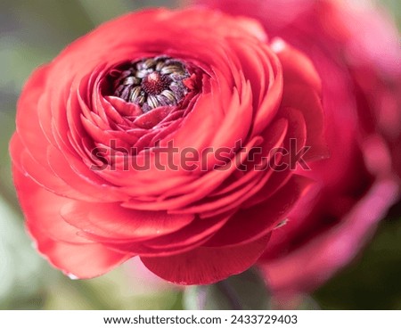 Spring flower - Red ranunculus flower in full bloom