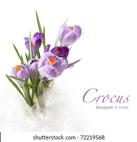 Spring Flower In Snow