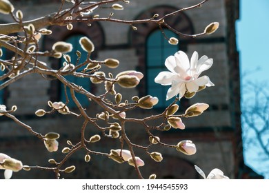 Spring Flower Tree Blossom At Brown Main Quad