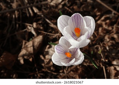 Spring Flower - two white CROCUS a.k.a Crocus kotschyanus