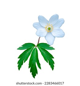 Spring flower wood Anemone (Anemone nemorosa) isolated on white background.